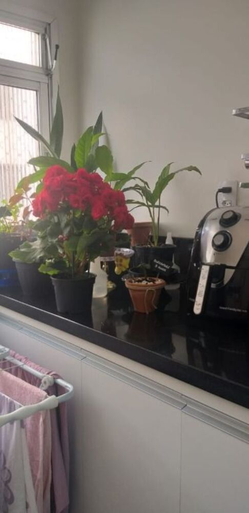 Apartamento, 3 quartos, 70 m² - Foto 8