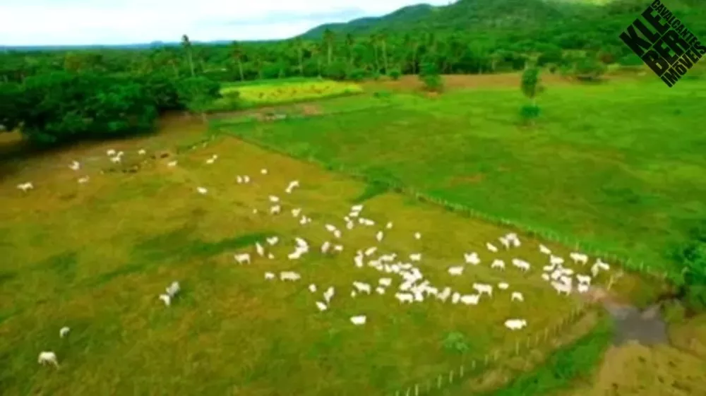 Fazenda, 465 hectares - Foto 1