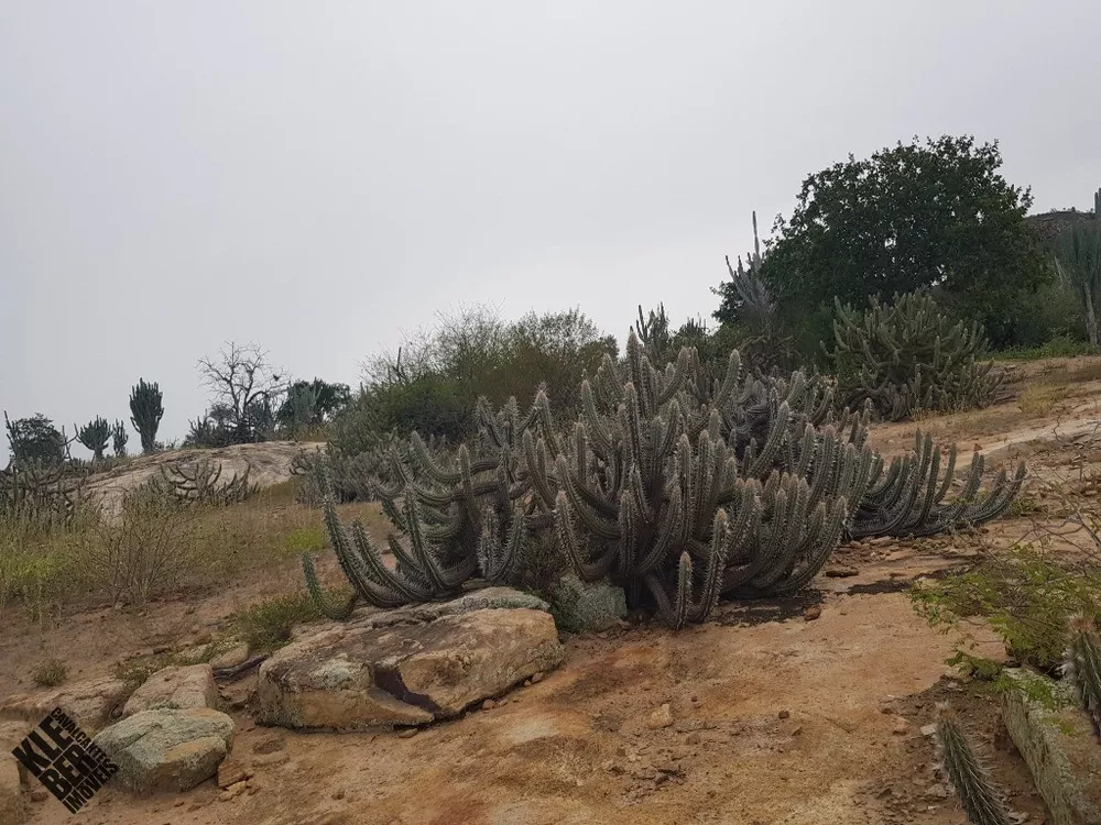 Fazenda, 2 hectares - Foto 4