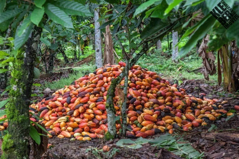 Fazenda, 245 m² - Foto 9