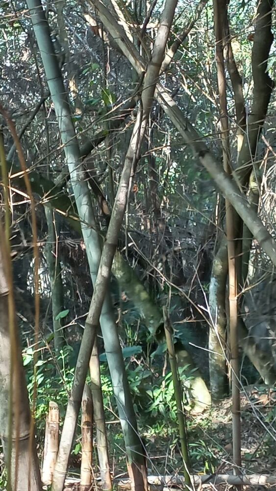 Terreno, 1444 m² - Foto 14