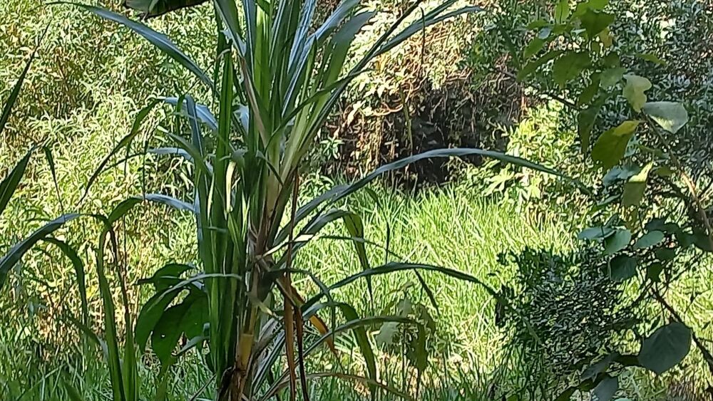 Terreno, 1444 m² - Foto 16