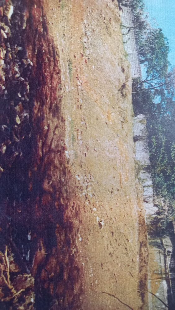 Terreno, 1444 m² - Foto 7