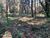 Terreno, 2 hectares - Foto 4