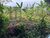 Terreno, 1 hectares - Foto 4