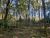 Terreno, 2 hectares - Foto 4