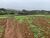Terreno, 10 hectares - Foto 4