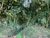 Terreno, 3 hectares - Foto 3