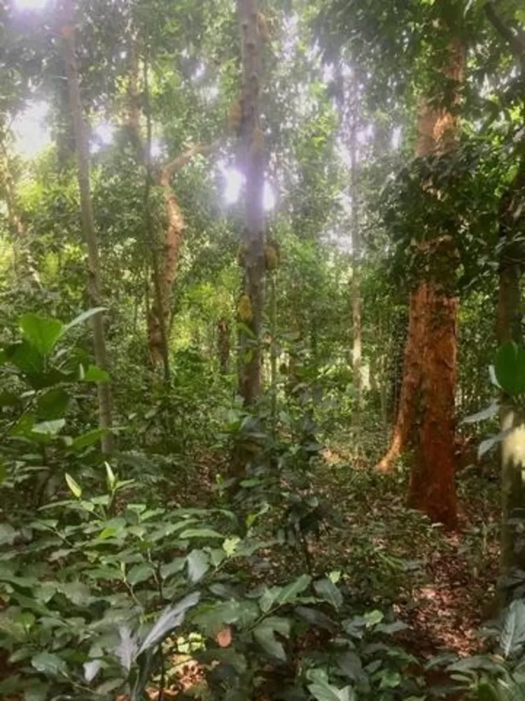 Terreno, 1510 m² - Foto 8