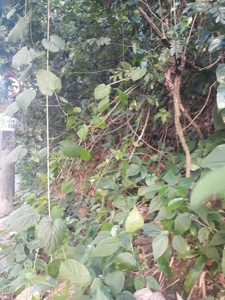 Terreno, 450 m² - Foto 13