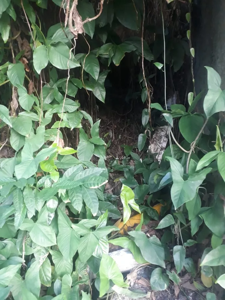 Terreno, 450 m² - Foto 7