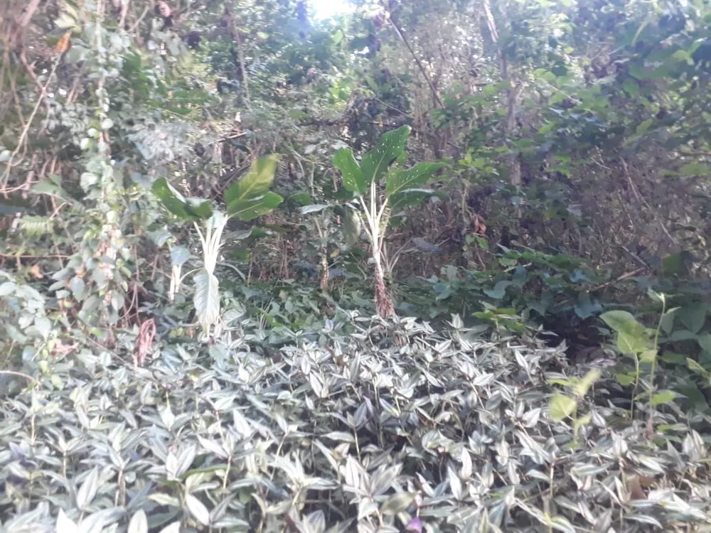 Terreno, 450 m² - Foto 11