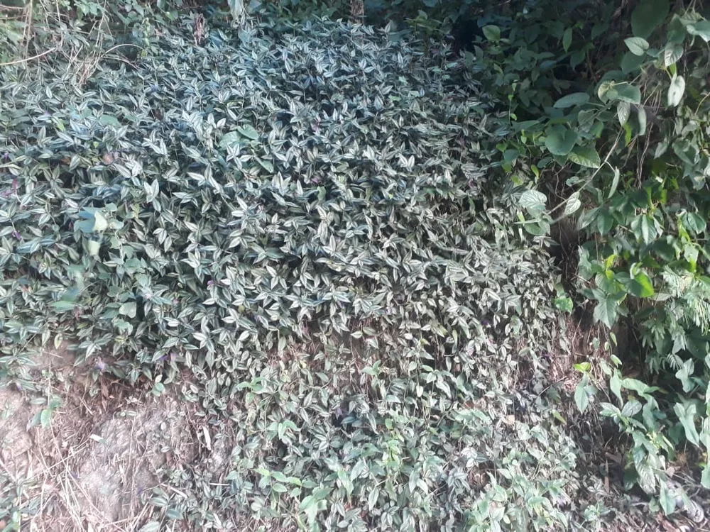 Terreno, 450 m² - Foto 27