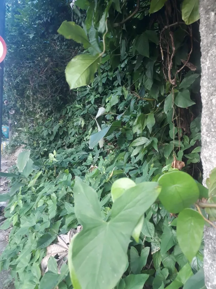Terreno, 450 m² - Foto 39