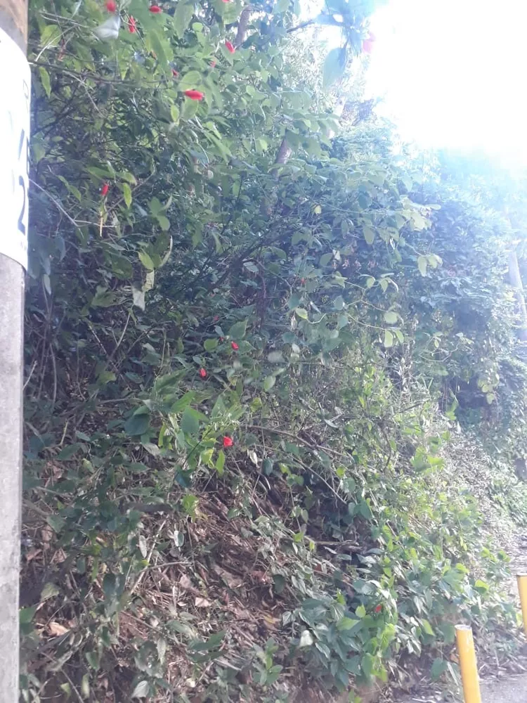 Terreno, 450 m² - Foto 28