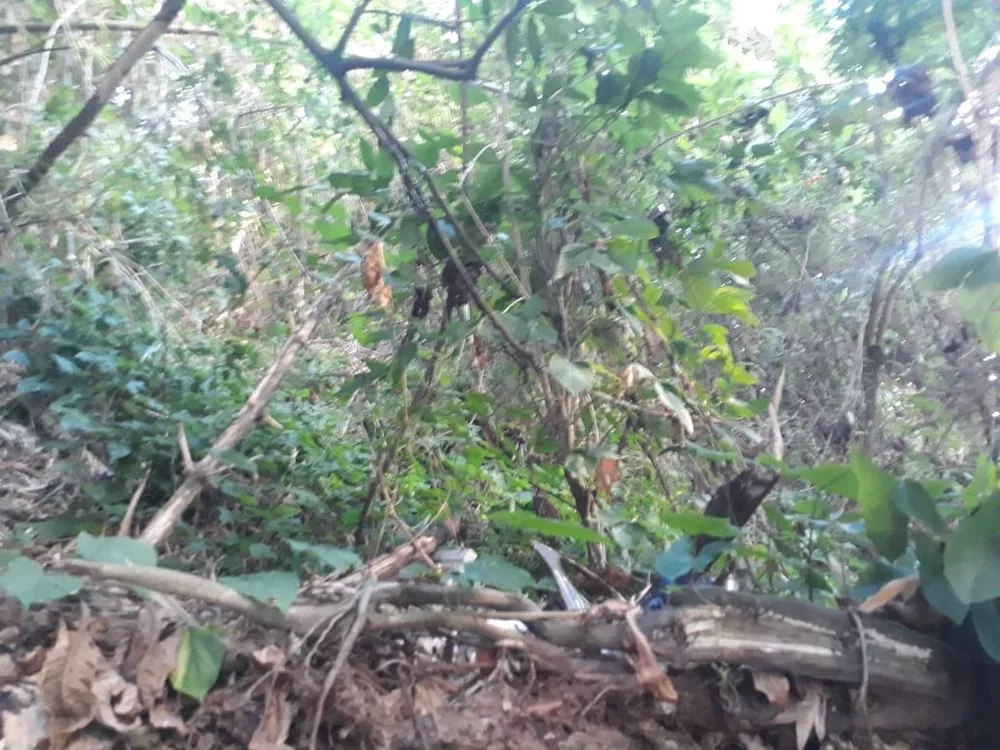 Terreno, 450 m² - Foto 11