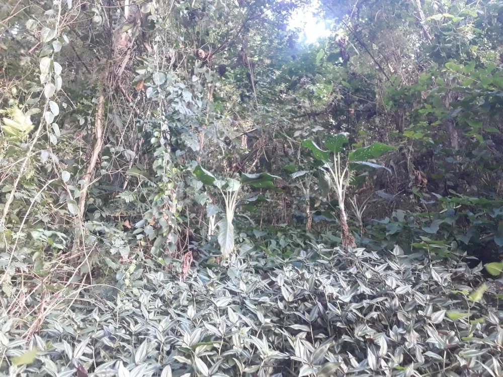 Terreno, 450 m² - Foto 10