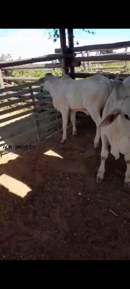 Fazenda, 100 hectares - Foto 2