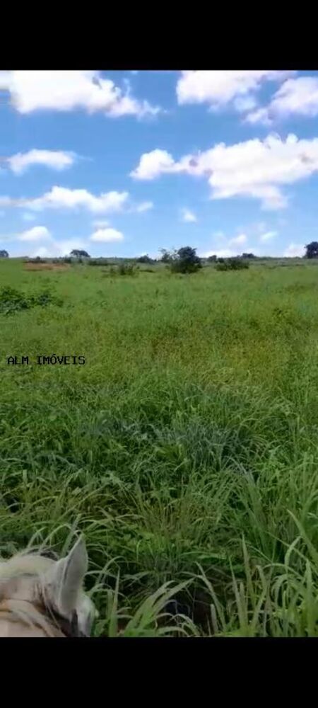 Fazenda, 100 hectares - Foto 4