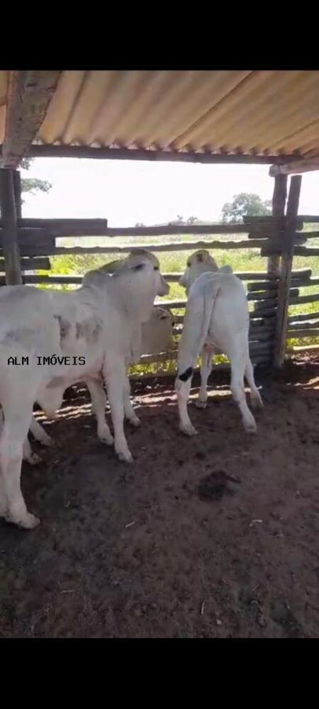 Fazenda, 100 hectares - Foto 3