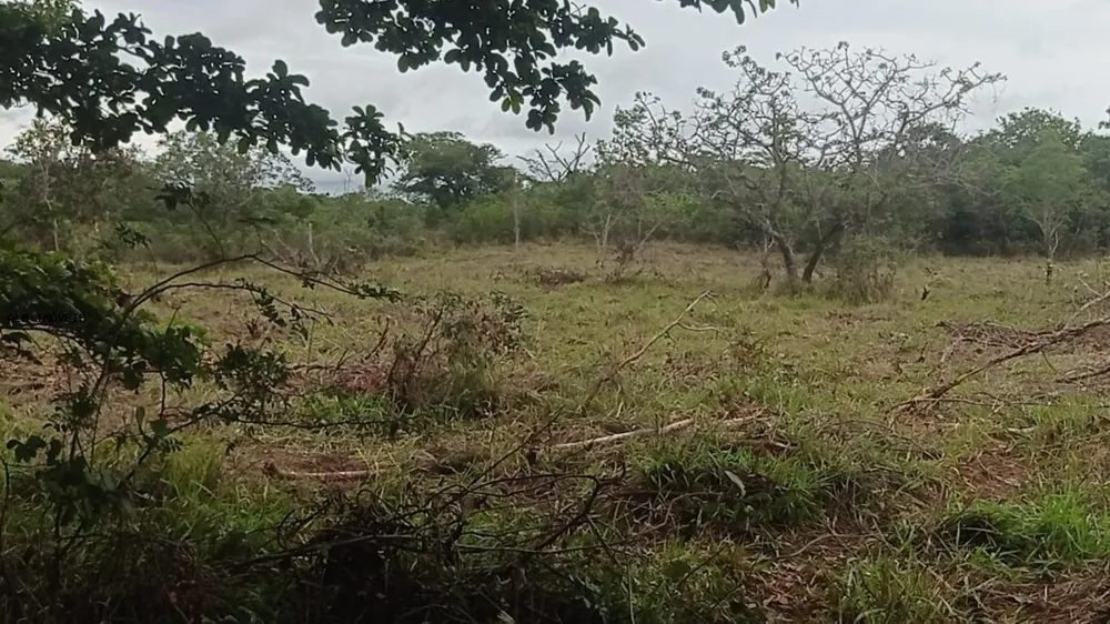 Chácara, 3 hectares - Foto 4