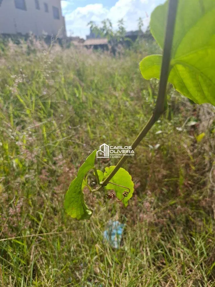 Terreno, 250 m² - Foto 3