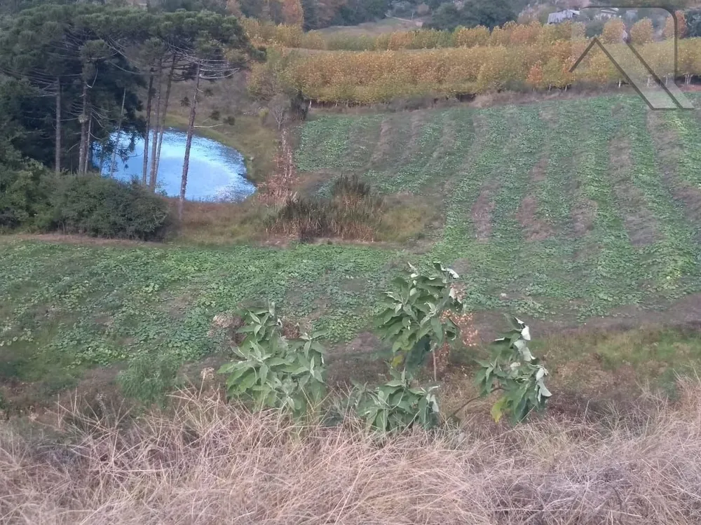 Sítio, 2 hectares - Foto 4