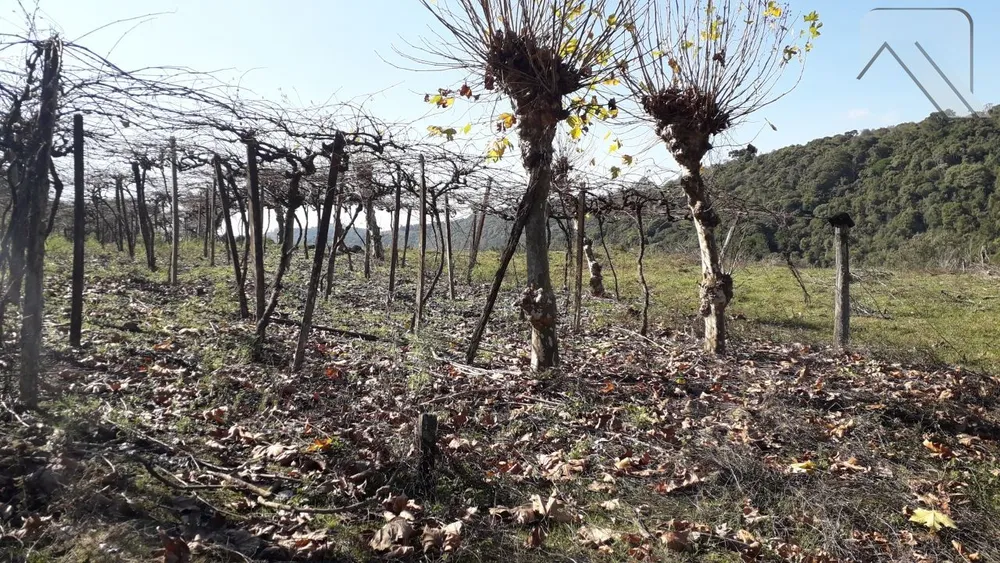 Fazenda, 2 hectares - Foto 4