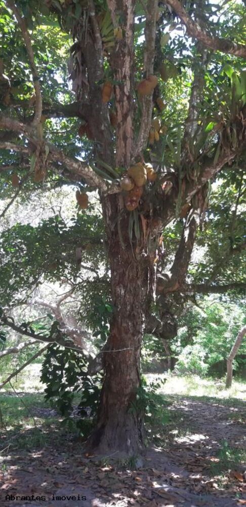 Sítio, 10000 m² - Foto 2