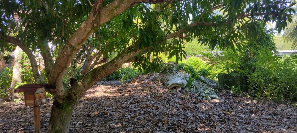 Sítio, 4890 m² - Foto 3