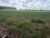 Sítio, 4 hectares - Foto 4