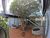 Casa, 7 quartos - Foto 17