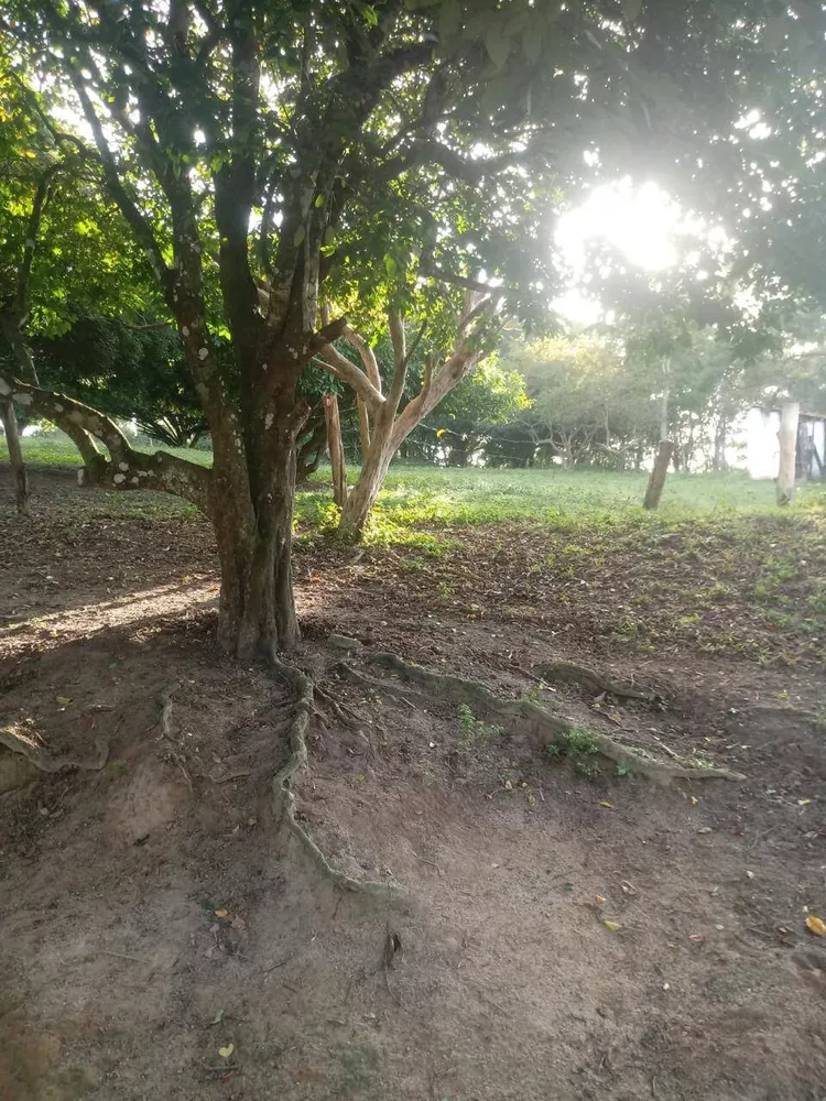 Sítio, 3 quartos, 3 hectares - Foto 18