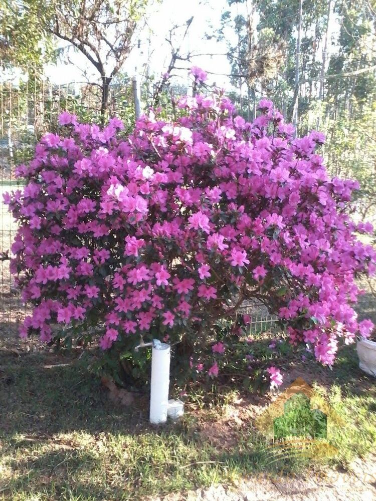 Chácara, 4 quartos, 1020 m² - Foto 4