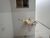 Casa, 3 quartos, 100 m² - Foto 4