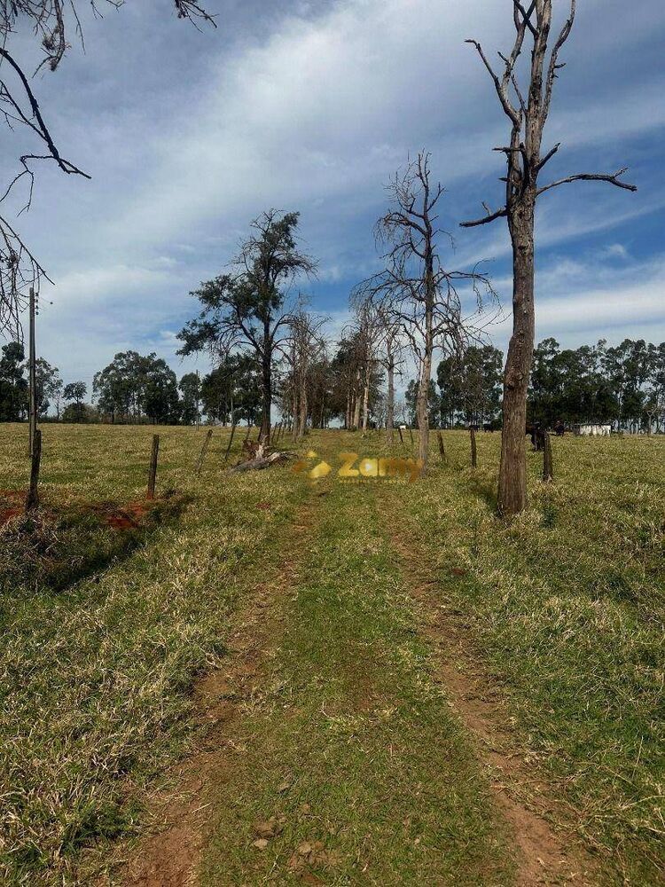 Sítio, 6 hectares - Foto 4