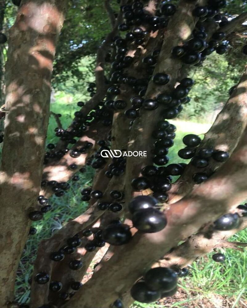 Terreno, 1020 m² - Foto 9