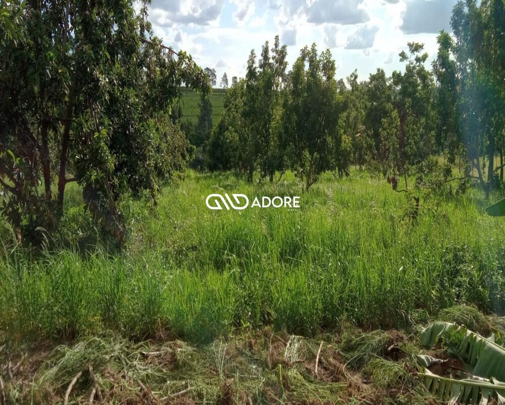 Sítio, 4 quartos, 3000 m² - Foto 1