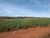 Fazenda-Sítio-Chácara, 227 hectares - Foto 1
