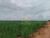 Sítio, 87 hectares - Foto 6