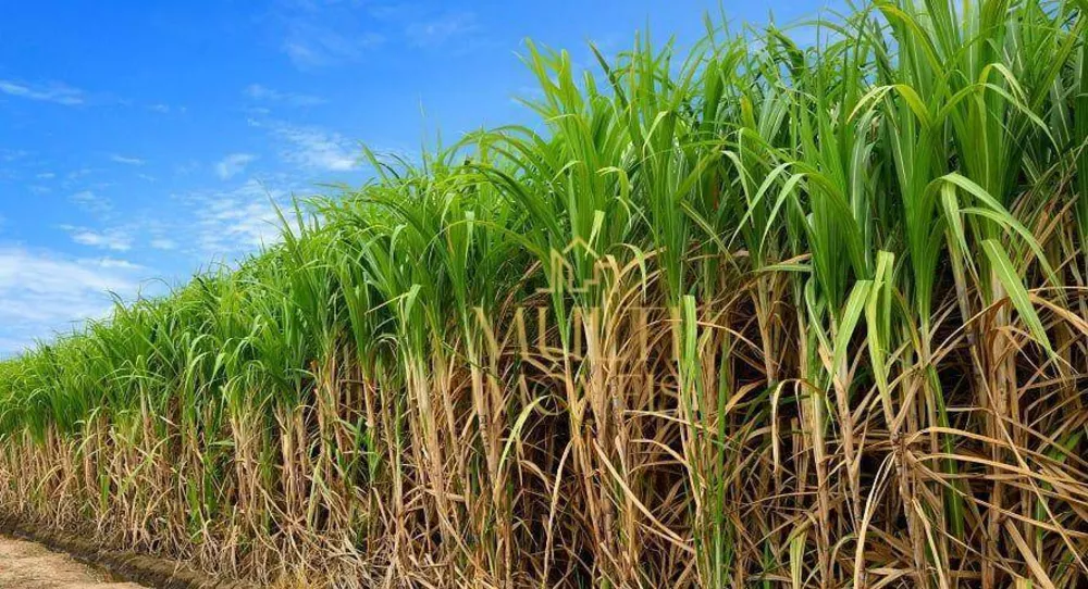 Fazenda, 132 hectares - Foto 1