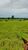 Fazenda-Sítio-Chácara, 150 hectares - Foto 1