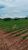 Sítio, 40 hectares - Foto 6