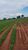 Sítio, 40 hectares - Foto 4