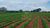 Sítio, 40 hectares - Foto 1
