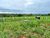 Chácara, 4 hectares - Foto 1