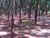 Sítio, 73 hectares - Foto 1