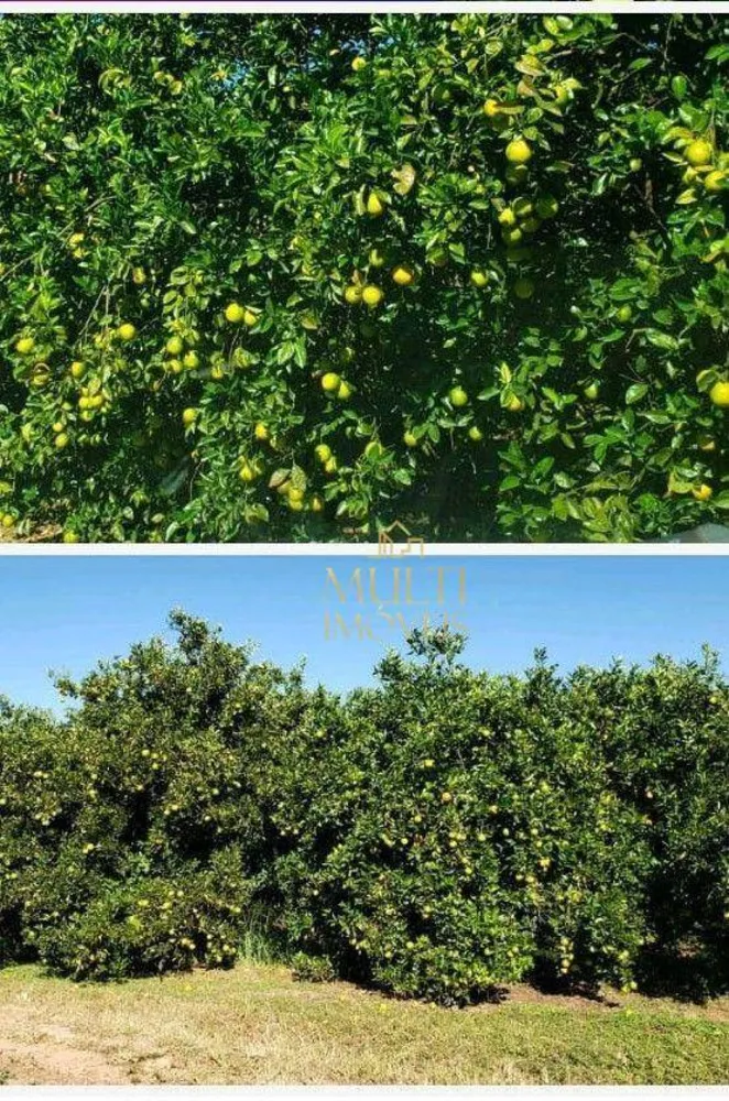 Fazenda, 242 hectares - Foto 2