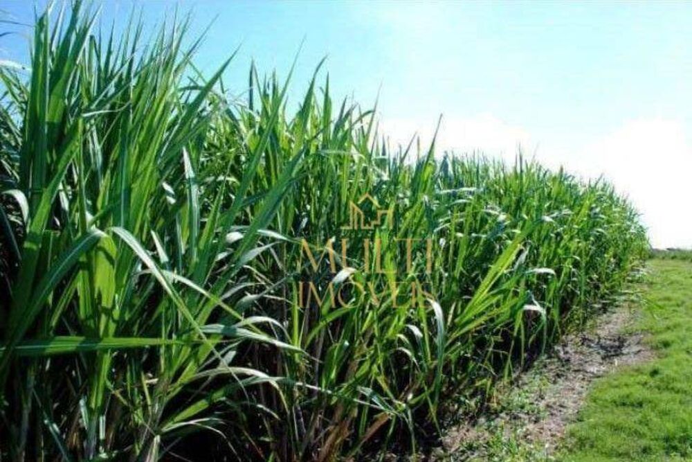 Sítio, 20 hectares - Foto 1