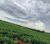 Fazenda-Sítio-Chácara, 218 hectares - Foto 2